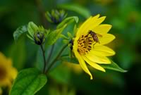 Macro Photo Daffodil Wasp Yellow Flower Ayshire