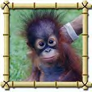 Baby orangutan Ayako