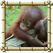 Baby orangutan Naru