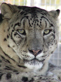 Snow Leopard