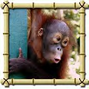 Baby orangutan Sue