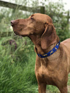 Dexter the hungarian Vizsla