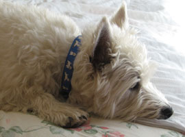 Westie Ben with Collar