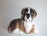 photo of Boxer Ceramic Fridge Magnet